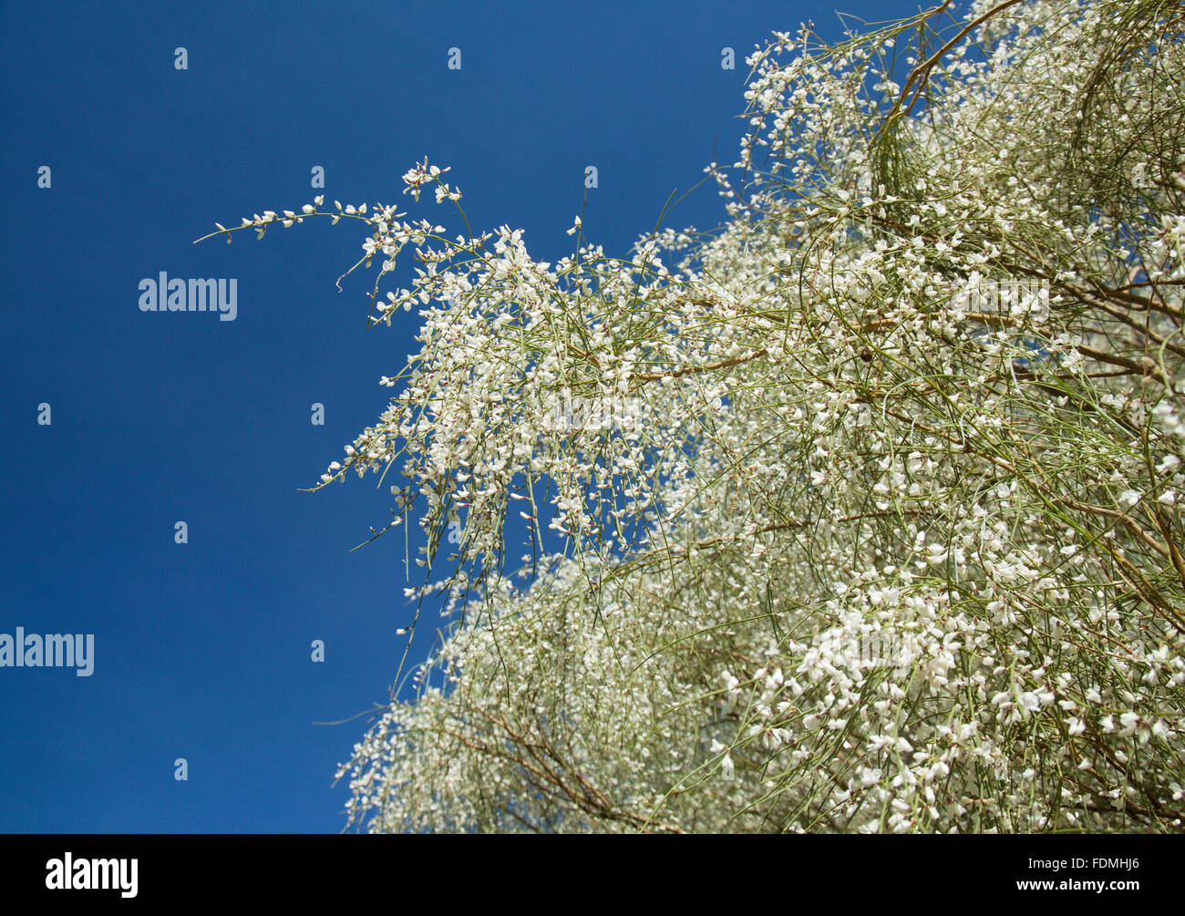 Retama rhodorhizoides, Bridal Veil ginestra contro il cielo blu naturale sfondo floreale Foto Stock