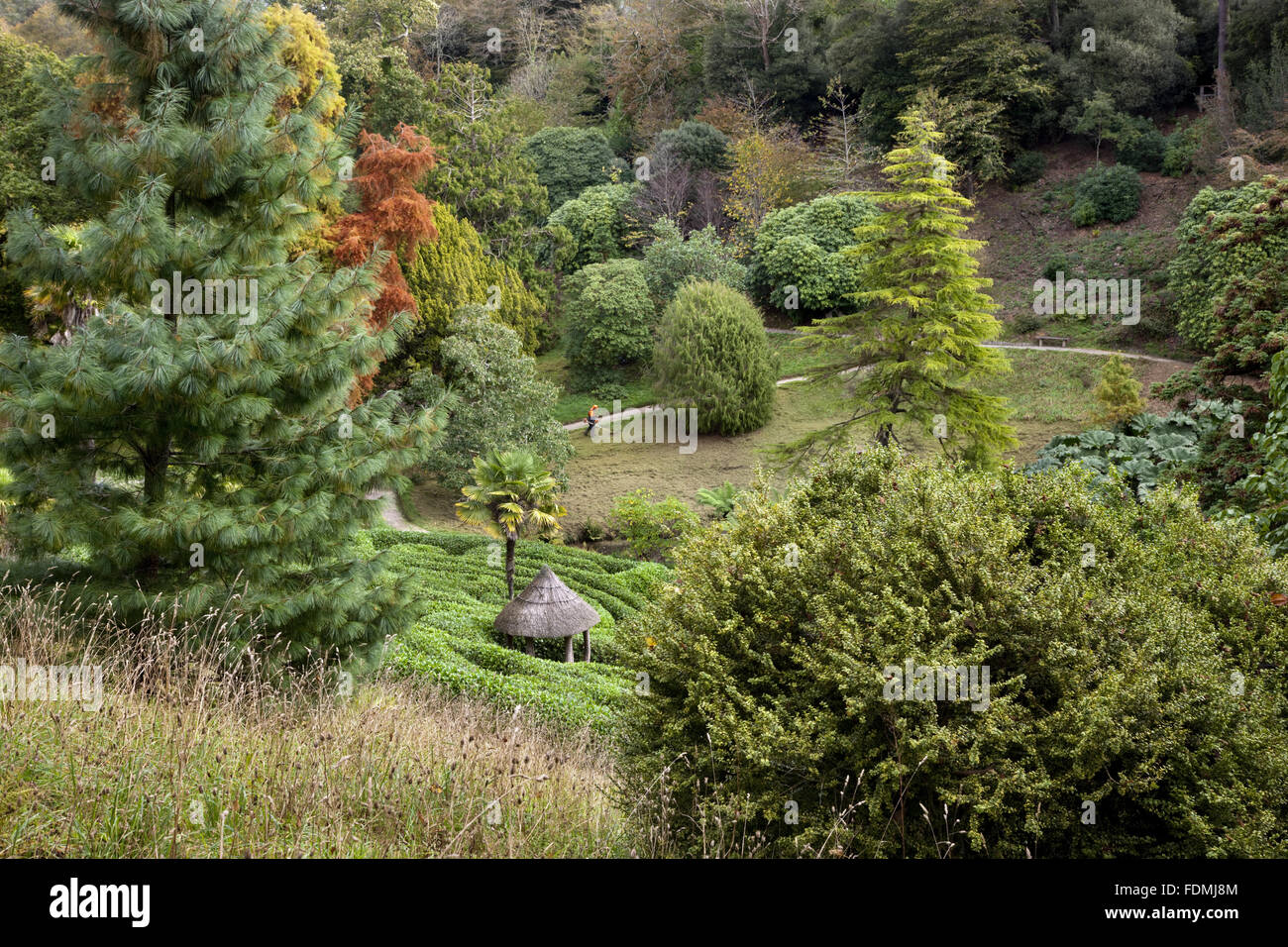 Vista sul giardino da ovest con la ciliegia di alloro a labirinto Glendurgan Garden, Cornwall. Foto Stock