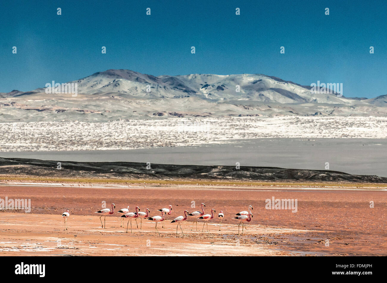 Stormo di fenicotteri nella Laguna Grande - Pueblo El Penol - Antofagasta de la Sierra Foto Stock
