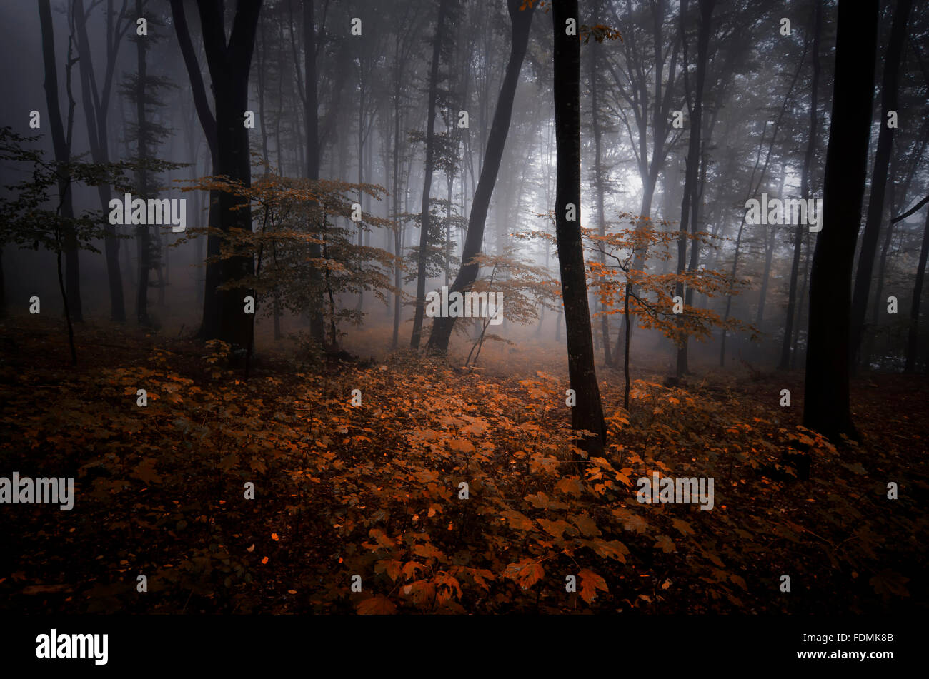 Foresta Rossa in autunno con una misteriosa nebbia Foto Stock
