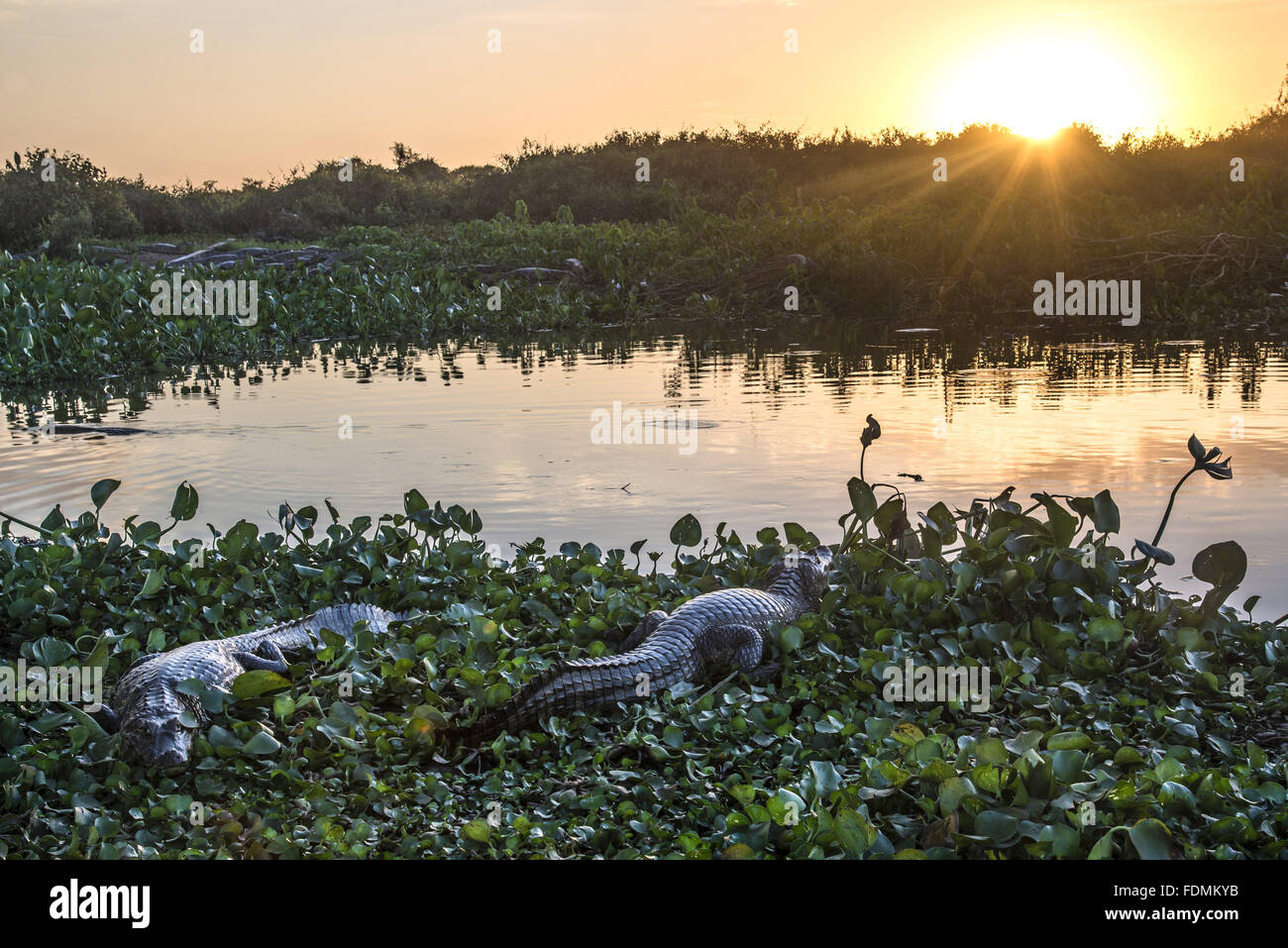 Caimans palude - Park Road Transpantaneira Foto Stock