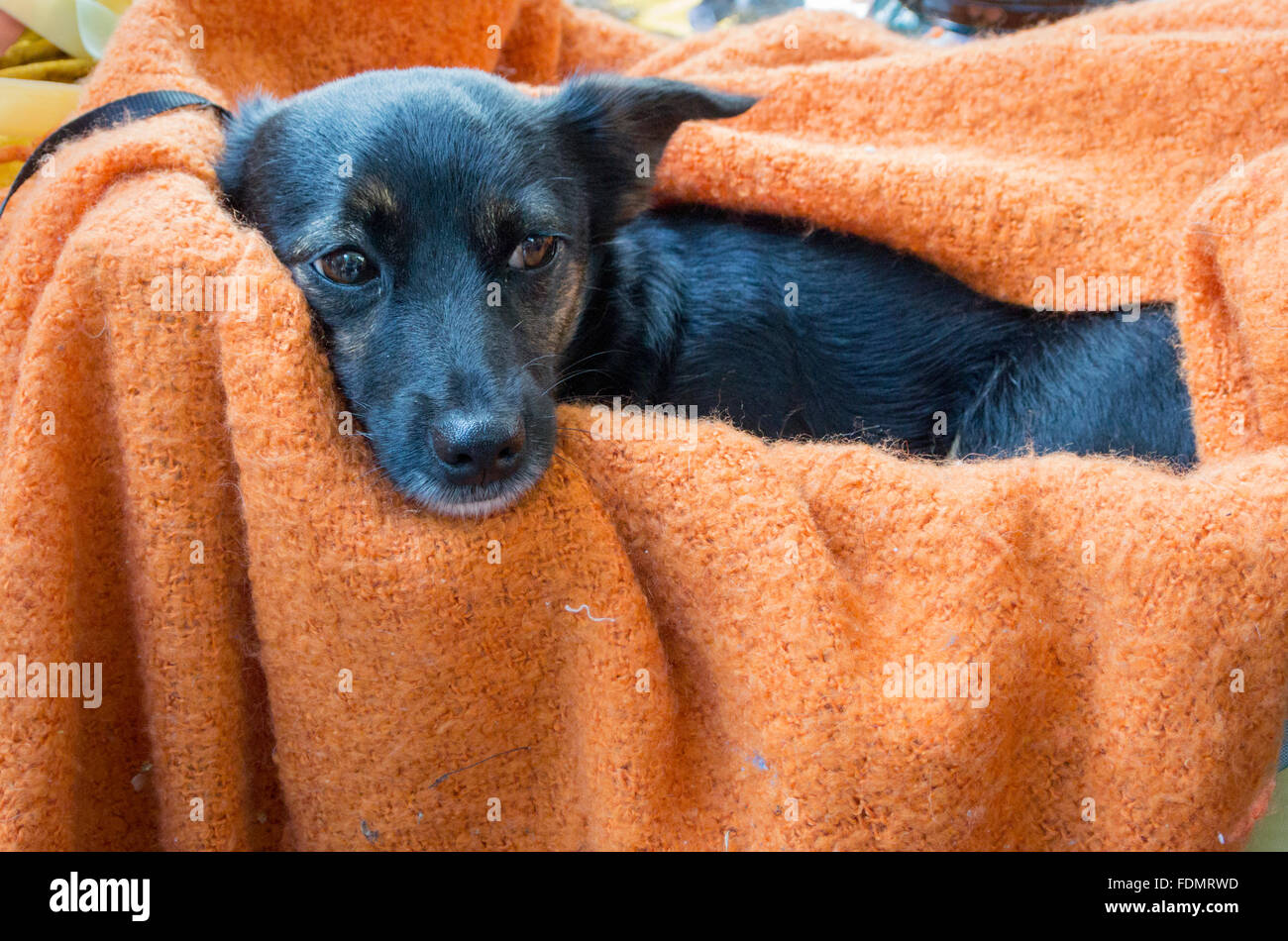 Un felice cane posa su una coperta arancione Foto Stock