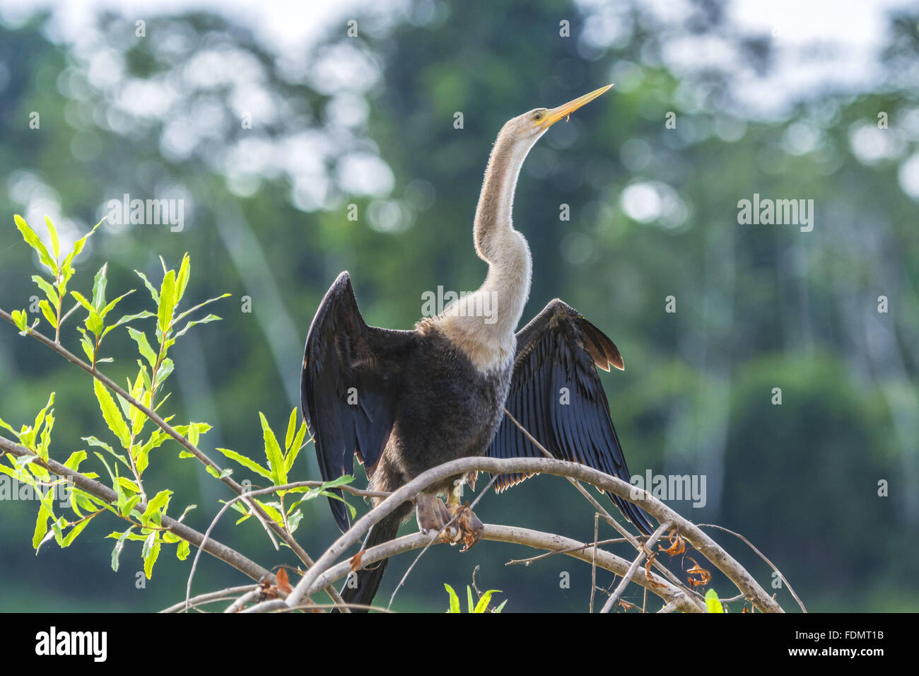 Darter - RDSM lo sviluppo sostenibile Mamiraua riserva Foto Stock