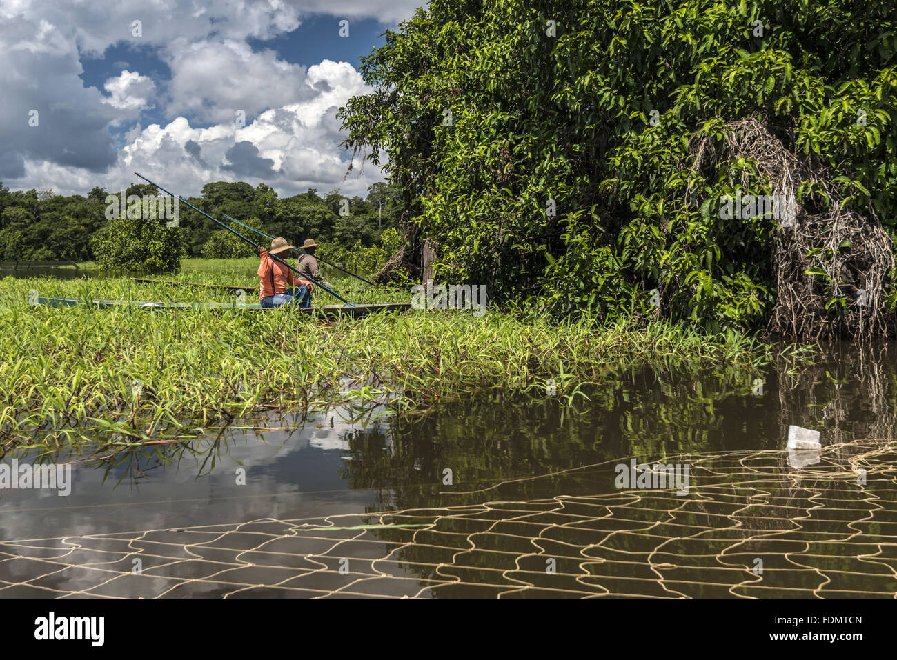 Gestione Arapaima nel fiume Japura RDSM - Sviluppo Sostenibile Mamiraua riserva Foto Stock