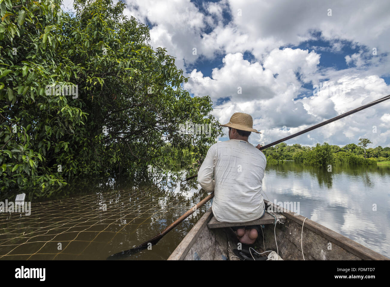 Gestione Arapaima nel fiume Japura RDSM - Sviluppo Sostenibile Mamiraua riserva Foto Stock