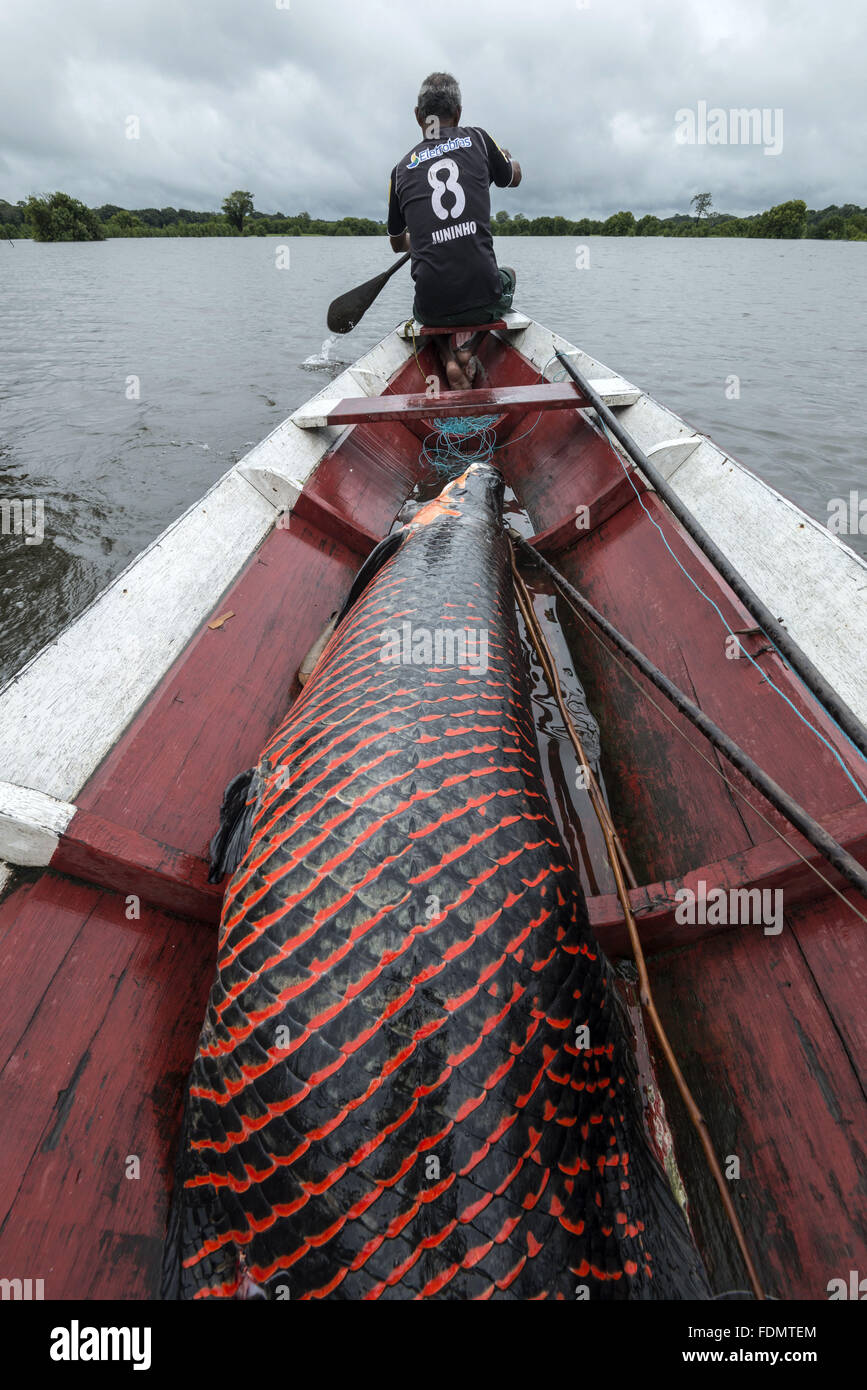 Gestione Arapaima nel fiume Japura RDSM - Sviluppo Sostenibile Mamiraua riserva Foto Stock