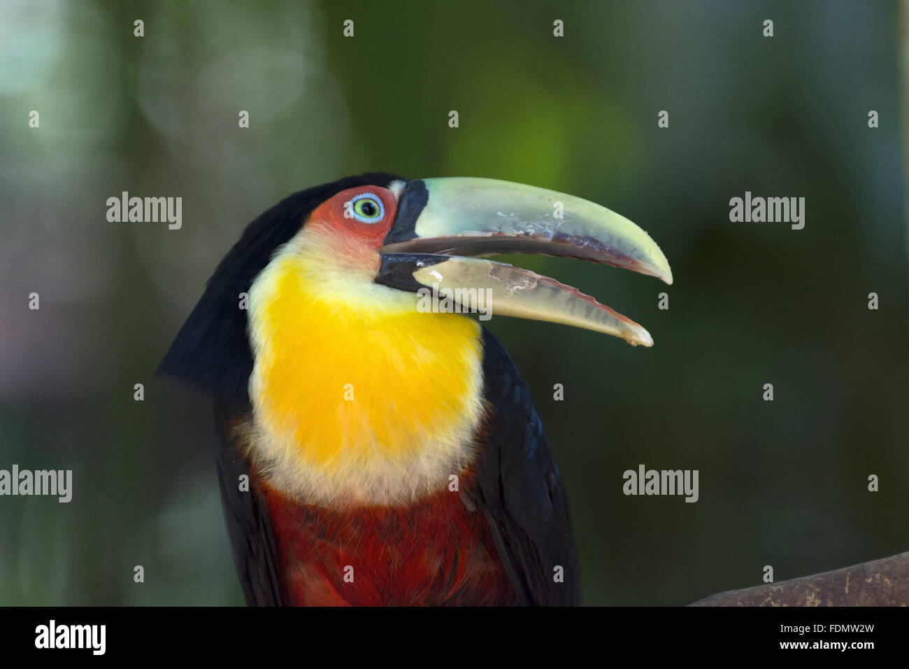 Chiudere toucan-di-fatturate sul verde parco degli uccelli Foto Stock