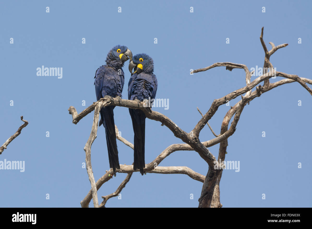 Casal de araras-azuis-grandes no Alto Pantanal Foto Stock