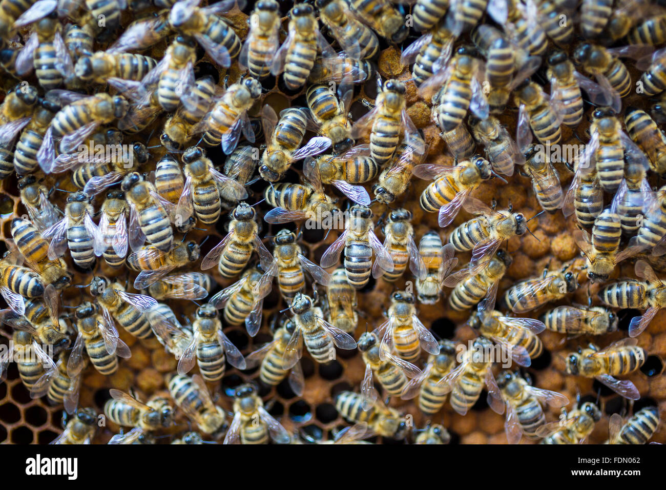 Il miele europeo api (Apis mellifera) tenuta pettine di covata Foto Stock