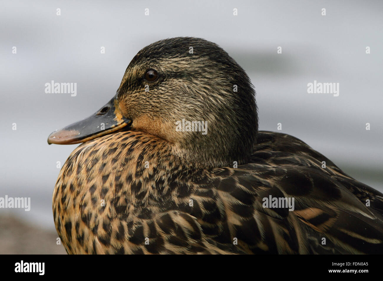 Mallard Duck (Anas platyrhynchos) in inverni piumaggio Foto Stock