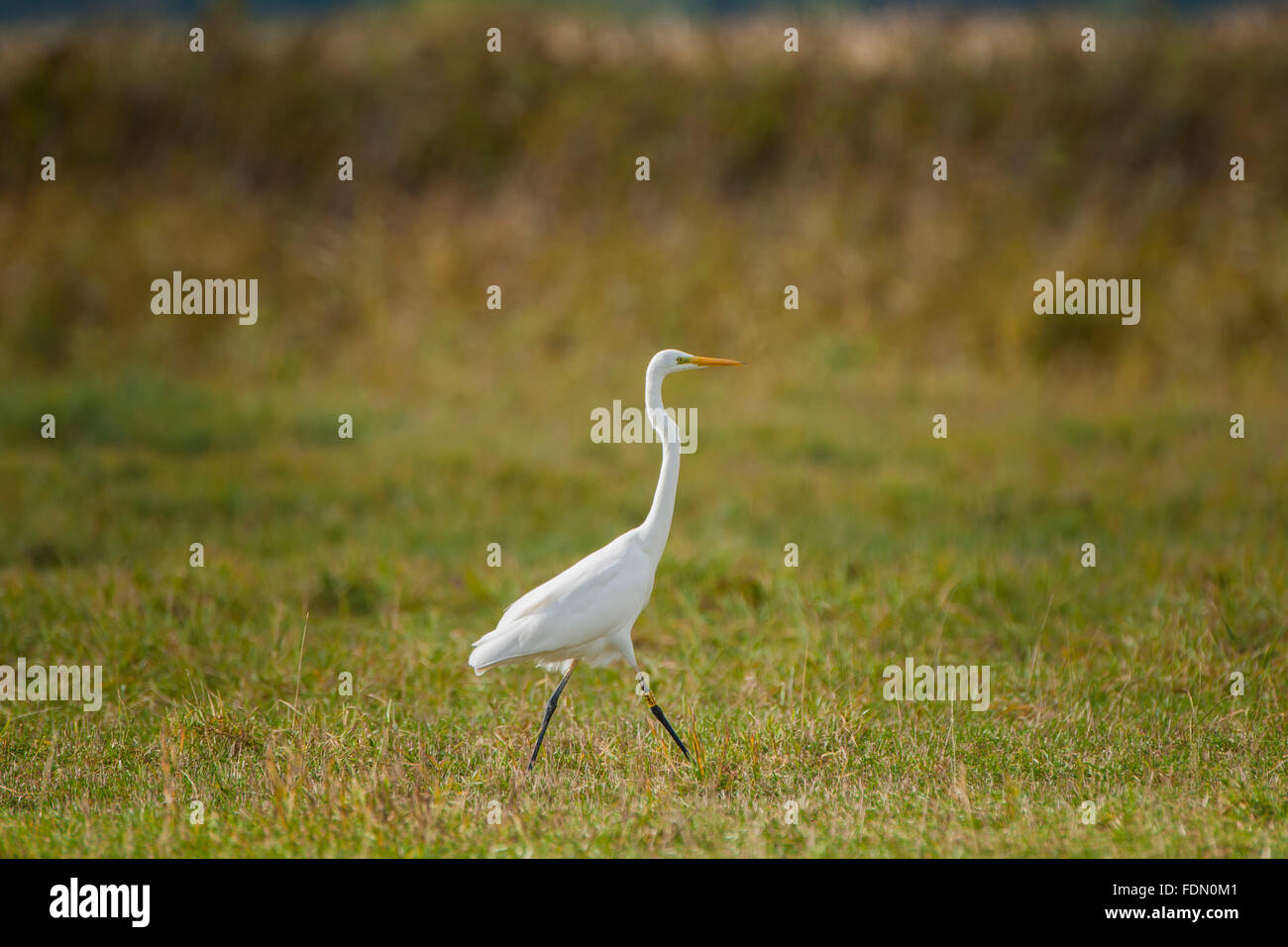 Comune, grandi o grandi garzetta (Ardea alba) passeggiate, prato, Barhöft, Meclemburgo-Pomerania, Germania Foto Stock