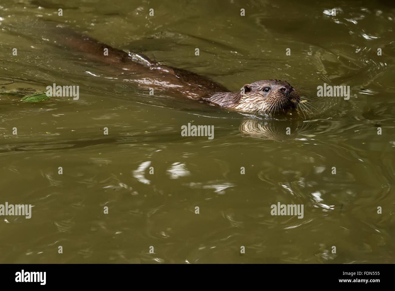 Lontra europea (Lutra lutra) Nuoto REGNO UNITO Foto Stock