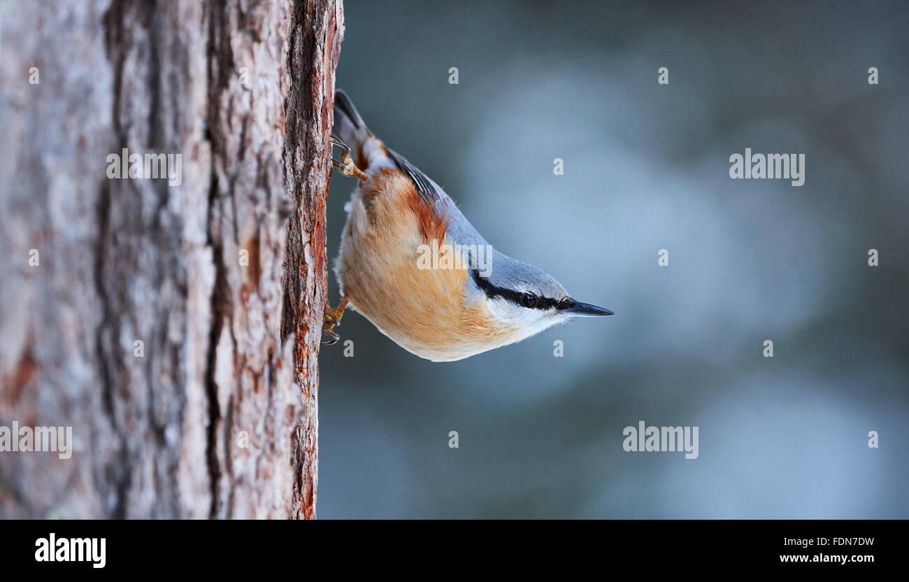 Picchio muratore appollaiato su un log di larice nelle Alpi Svizzere Foto Stock