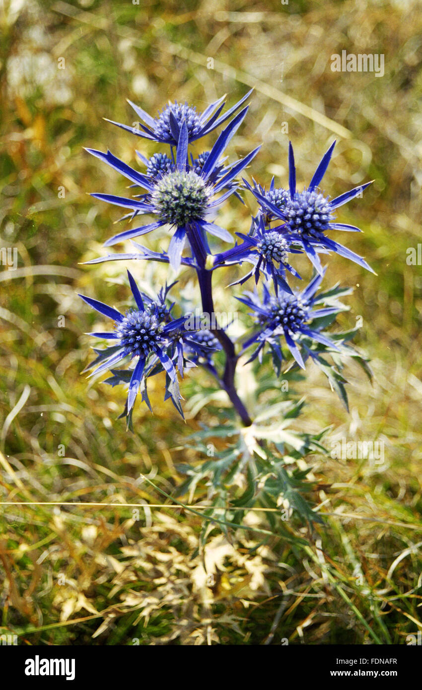 Modri kotrljan (Eryngium amethystinum) - Fiori e Piante - Natura Biokovo Park - Dalmazia, Croazia Foto Stock
