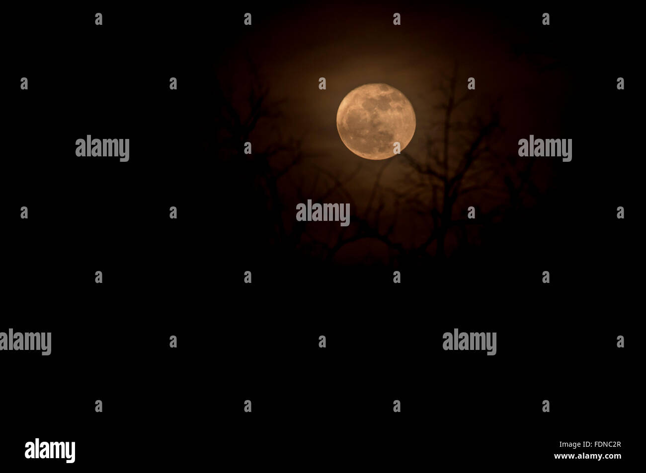 Dicembre luna con silhouette ad albero Foto Stock