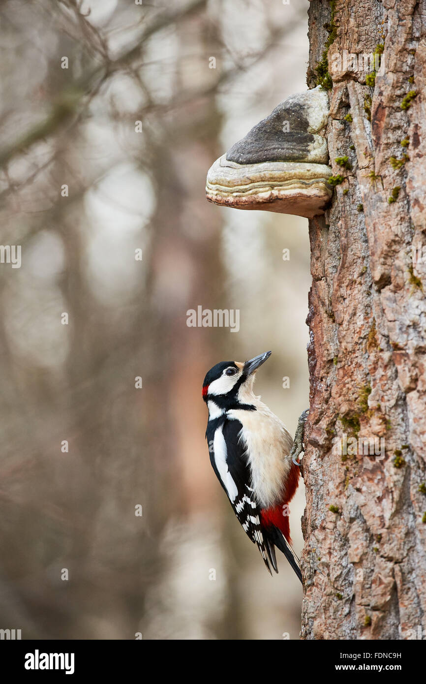 Maschio di picchio rosso maggiore appollaiato su un albero, sotto un grande fungo crescente Foto Stock