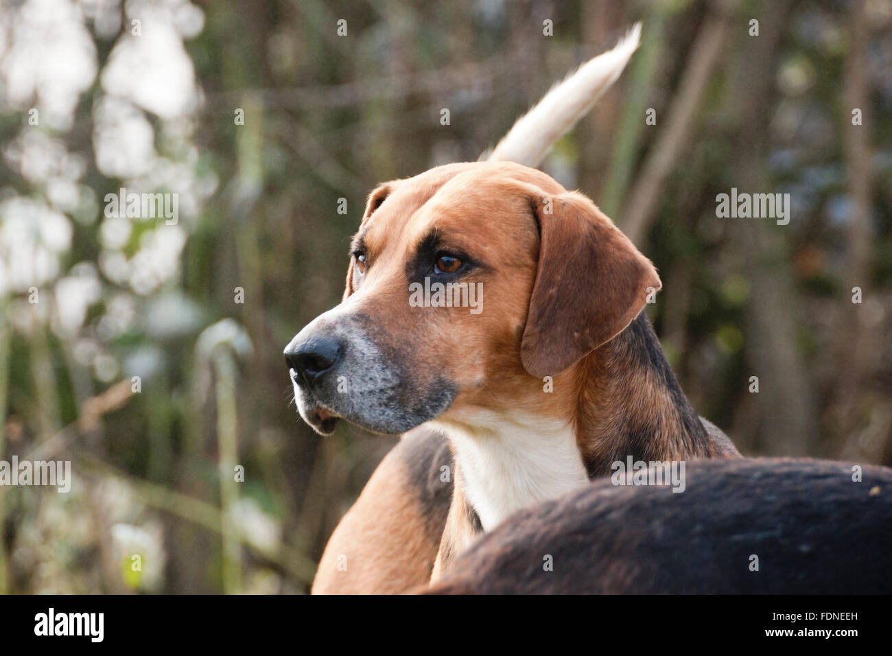 Beagles sono cani da caccia, foto scattata alla caccia legale in Bakewell (volpi di caccia con i cani è illegale nel Regno Unito) Foto Stock