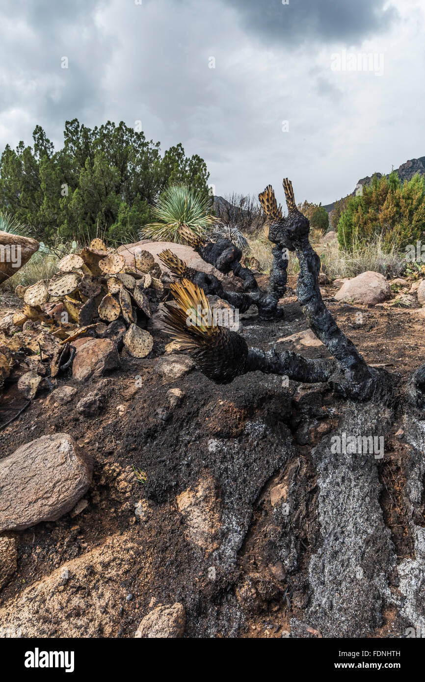 Un incendio distrugge attraverso questa zona vicino alla molla Aguirre campeggio nelle montagne Organ-deserto picchi monumento nazionale, Nuovo Messico Foto Stock