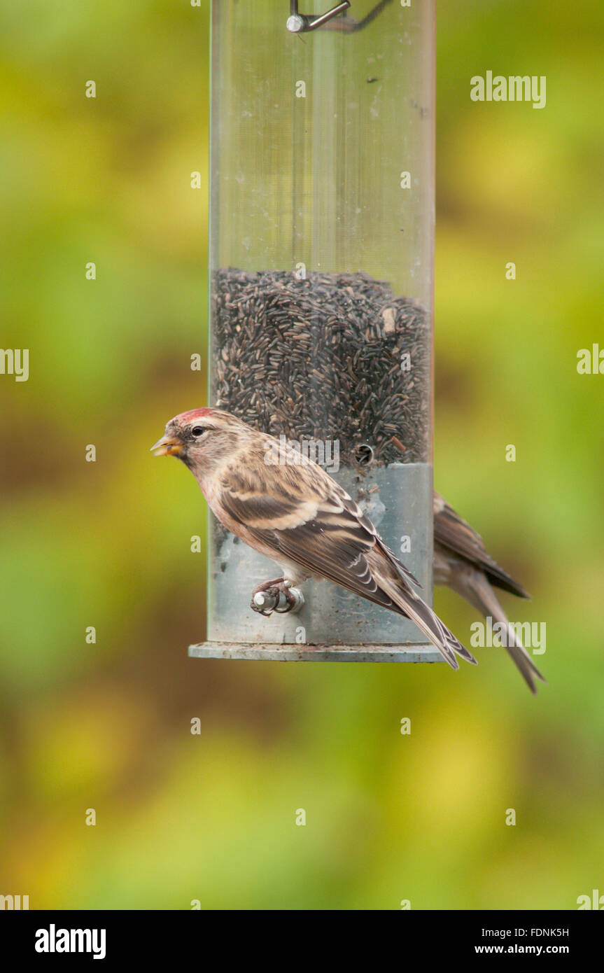 [Redpoll Carduelis flammea] su bird feeder riempito con semi di Niger, thistle seme. West Sussex, in Inghilterra, Regno Unito. Novembre. Foto Stock