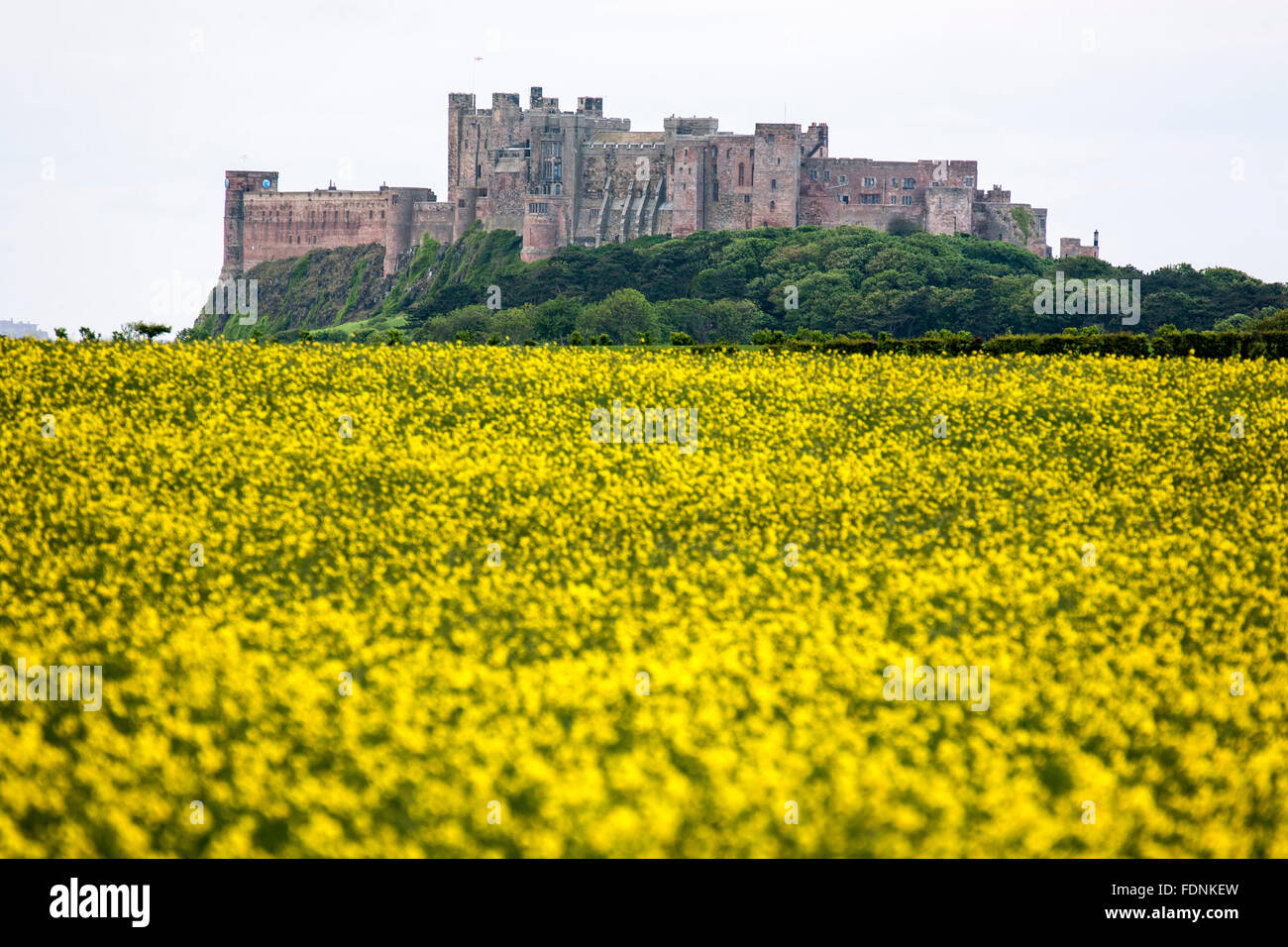 Il castello di Bamburgh e piante di colza (Brassica napus) campo, Bamburgh, England, Regno Unito Foto Stock