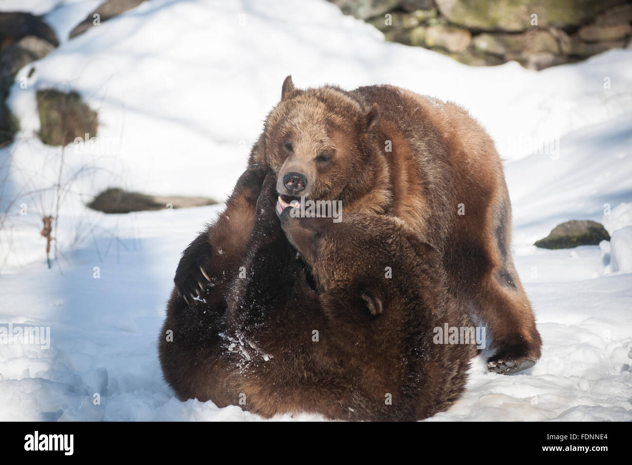 Gli orsi grizzly tussle presso il Bronx Zoo di New York su Mercoledì, 27 gennaio 2016. Gli analisti riferiscono che la tendenza attuale nella vendita, un orso di mercato, è probabile che durano solo un paio di mesi. Essi riferiscono che vi sono stati 23 tali mercati sin dal 1928. (© Richard B. Levine) Foto Stock