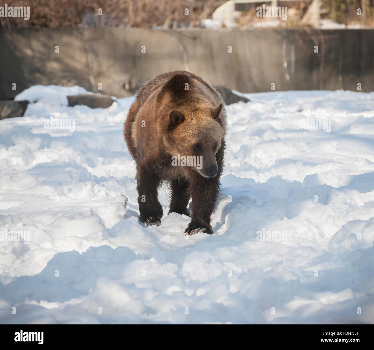 Un orso grizzly presso il Bronx Zoo di New York su Mercoledì, 27 gennaio 2016. Gli analisti riferiscono che la tendenza attuale nella vendita, un orso di mercato, è probabile che durano solo un paio di mesi. Essi riferiscono che vi sono stati 23 tali mercati sin dal 1928. (© Richard B. Levine) Foto Stock