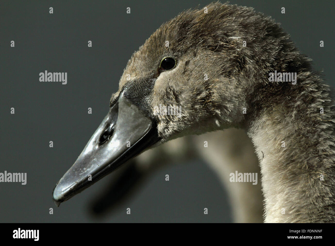 Cigno cygnet (Cygnus olor) Foto Stock