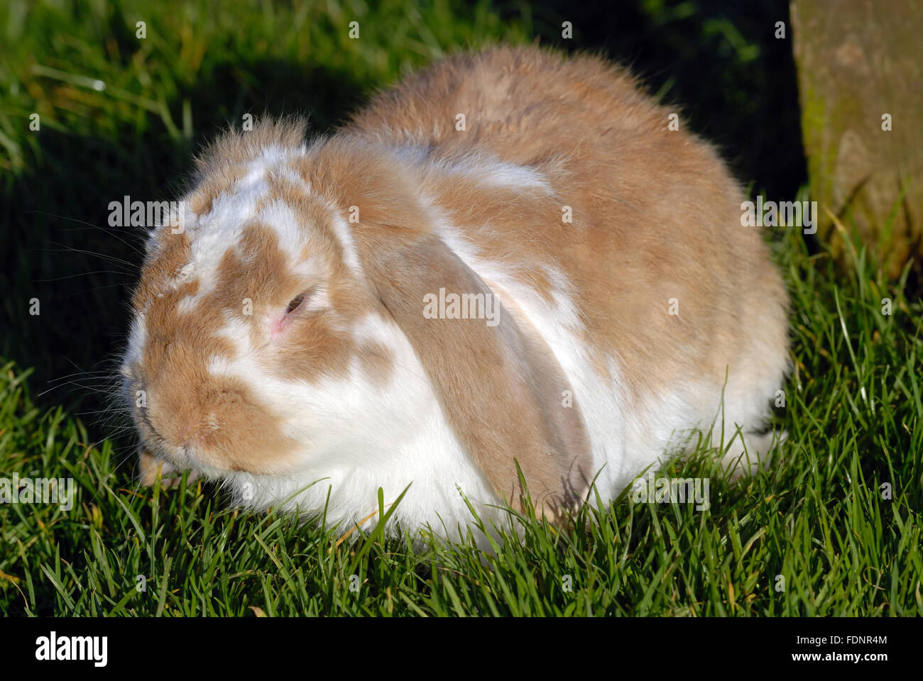 Lop eared rabbit / Bunny Foto Stock