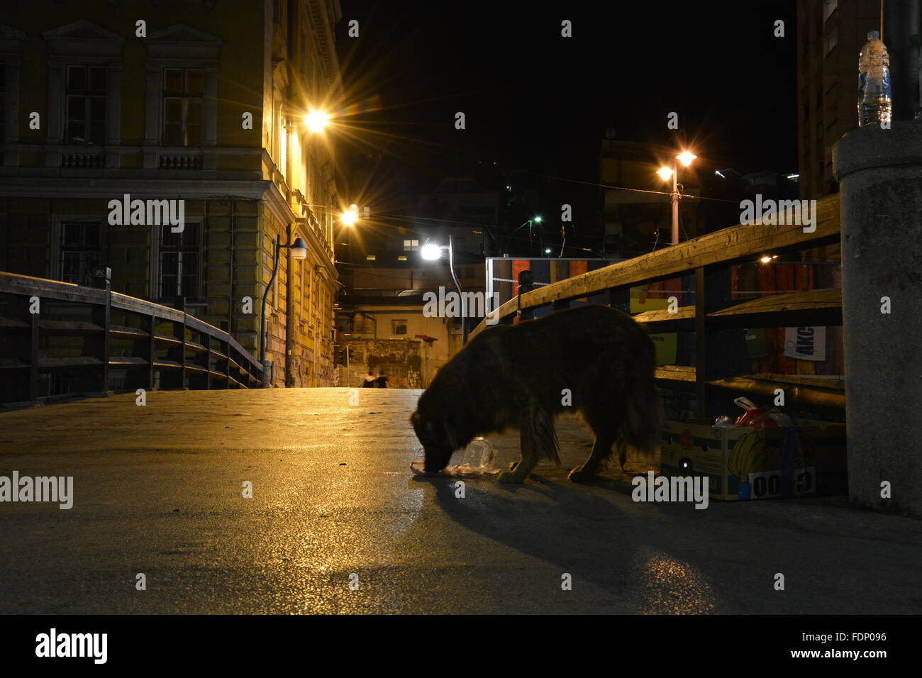 Silhouette di un cane su un ponte a Sarajevo durante la notte Foto Stock
