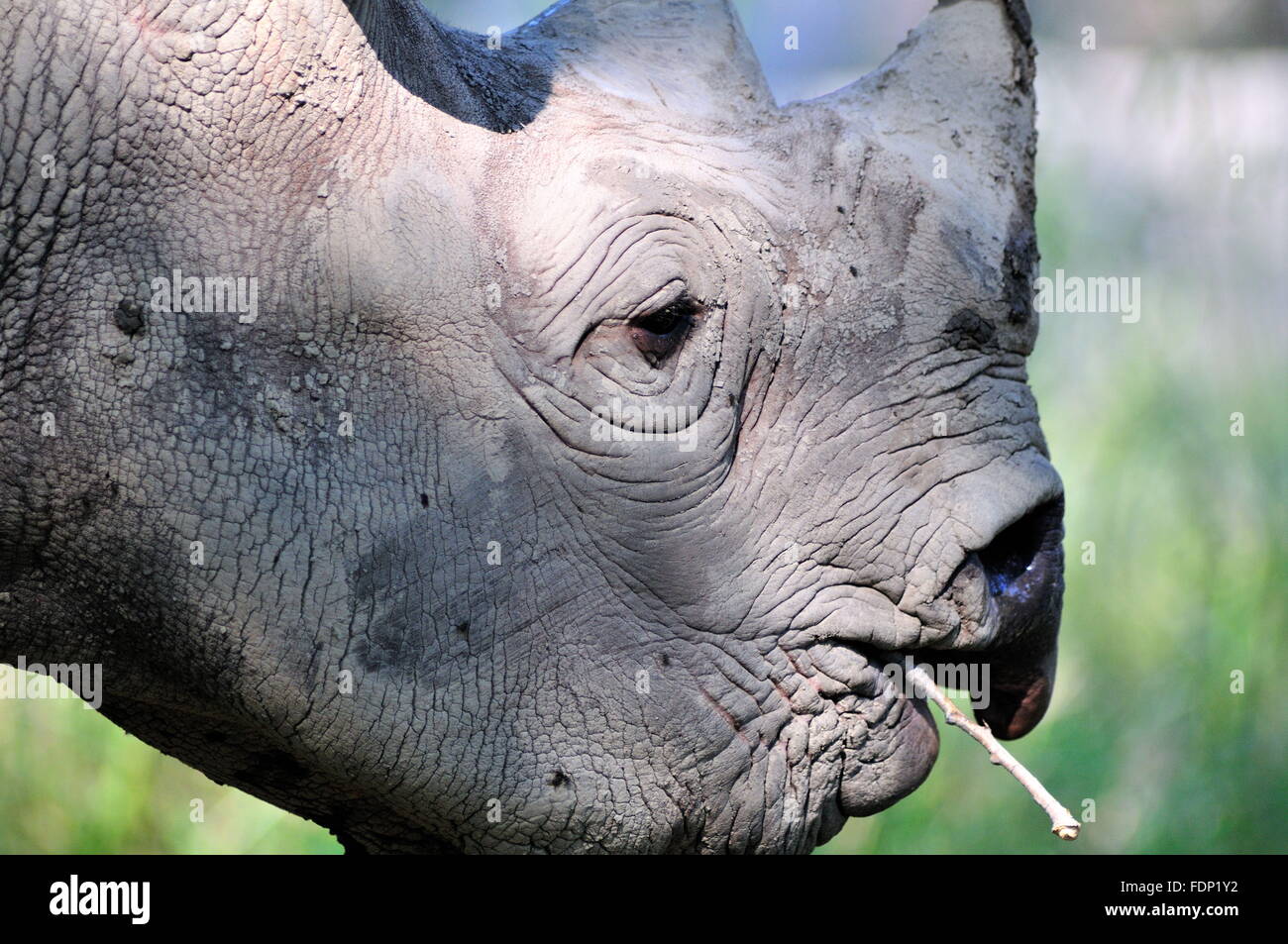 Close up di un rinoceronte nero (Diceros simum) con un ramoscello in bocca al Brookfield Zoo nei pressi di Chicago. Brookfield, Illinois, Stati Uniti d'America. Foto Stock