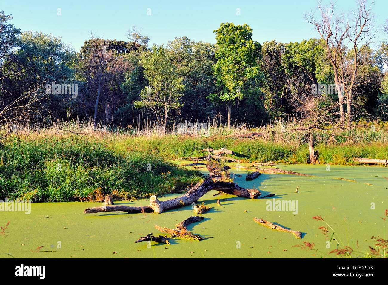 Backwaters dal Des Plaines River e qual è stata l'Illinois Michigan Canal (ora di Chicago e sanitario canale di spedizione). Lione, Illinois, Stati Uniti d'America. Foto Stock