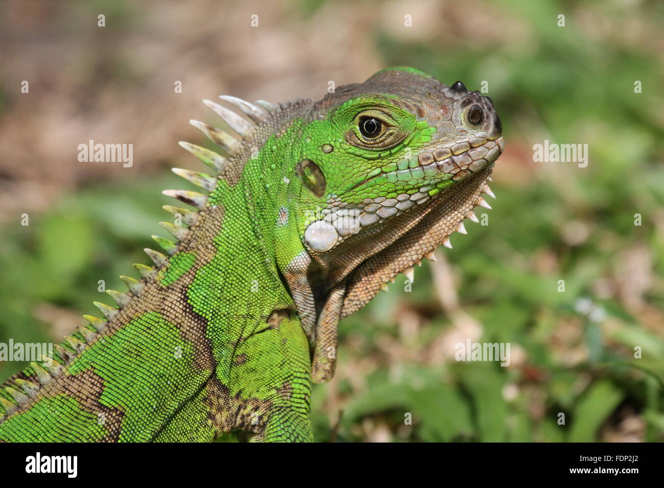 Verde giovane Iguana, St Vincent e Grenadine Foto Stock