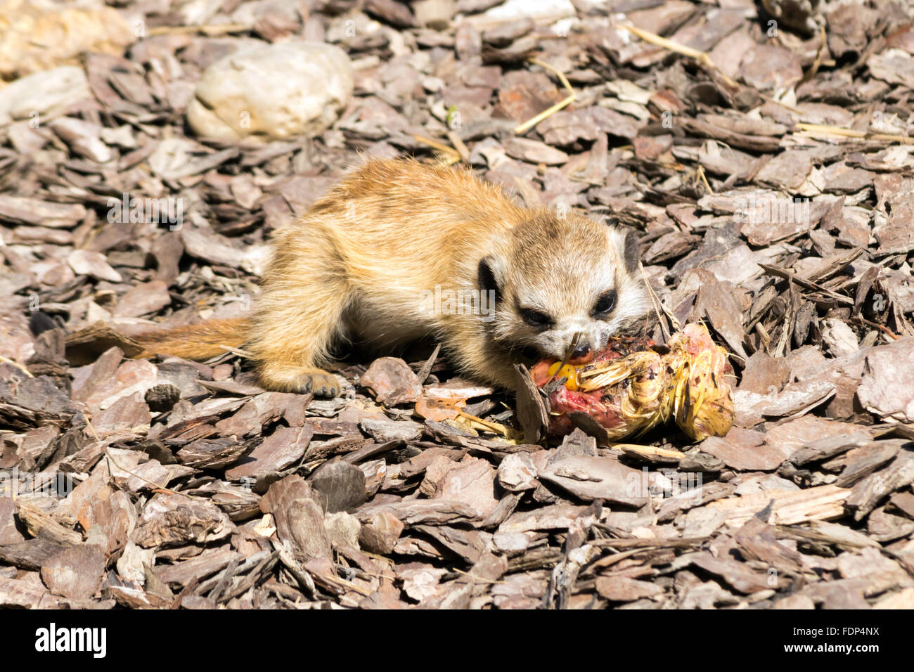 Baby meerkat (Suricata suricatta) mangiando un pulcino Foto Stock