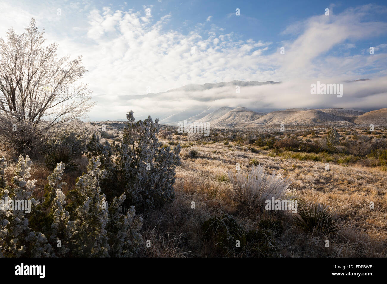 Una tempesta di neve si assesta sulla Montagne Guadalupe Foto Stock