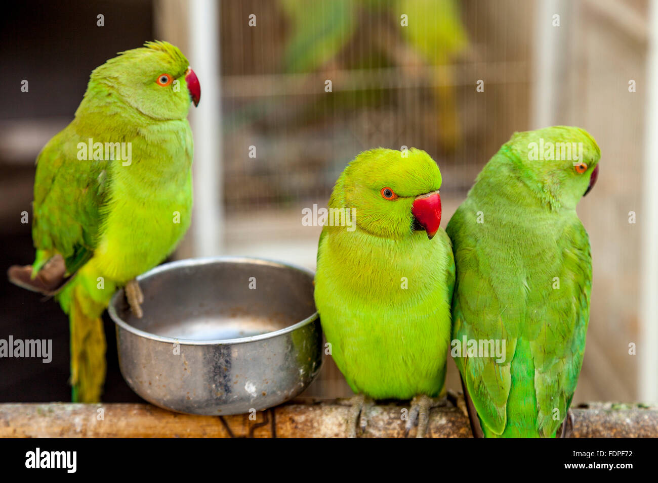 Colorati uccelli esotici in vendita presso il Mercato degli Uccelli nel Souk Waqif, Doha, Qatar Foto Stock