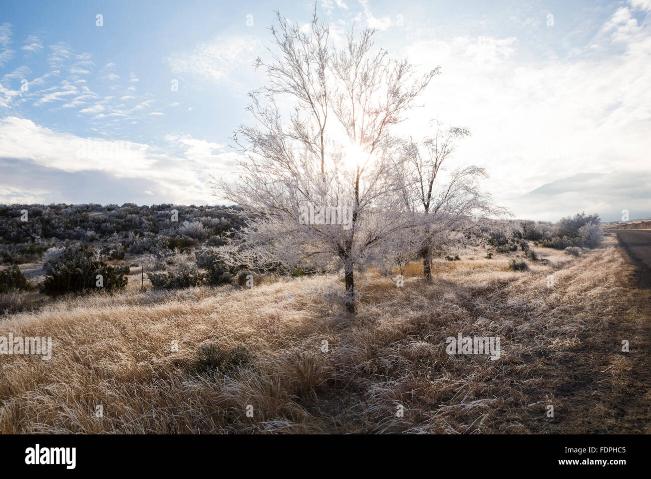 Una tempesta di neve si assesta sulla Montagne Guadalupe Foto Stock