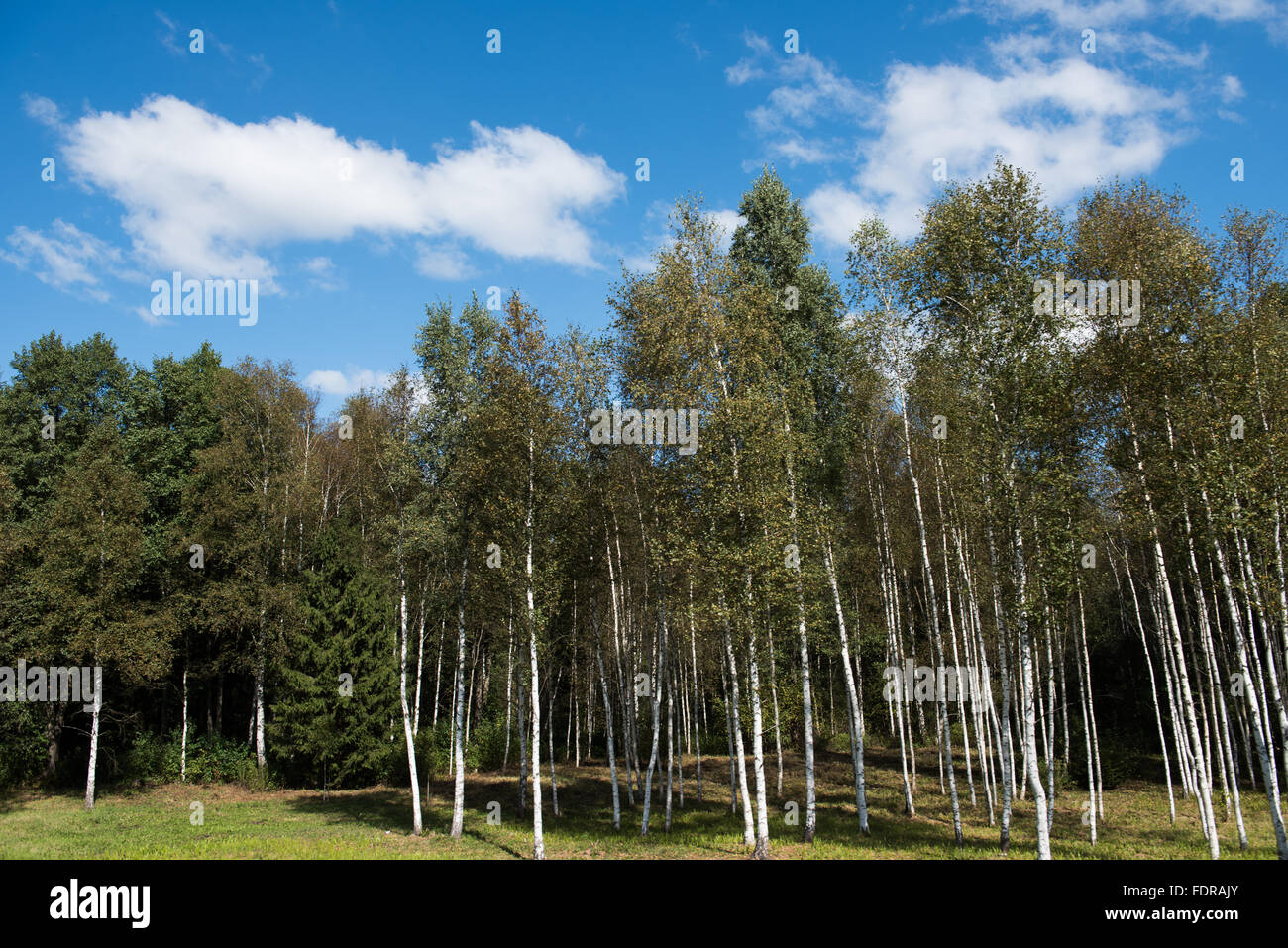 Famosa foresta Osipovichi Foto Stock