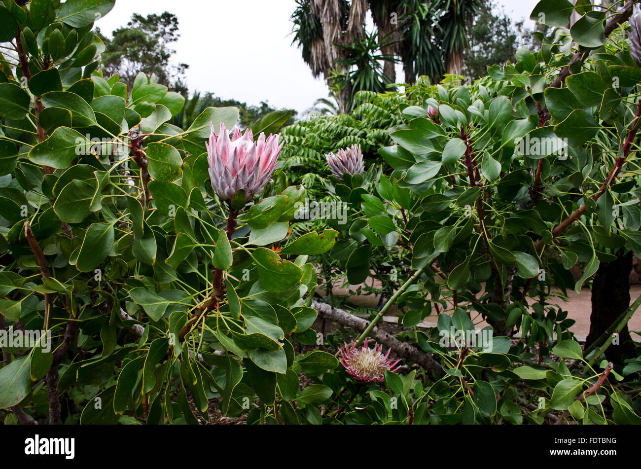 Boccola del re Protea fiore aperto a metà cynoroides protenaceae, originaria del Sud Africa, La Gomera Giardino Botanico, Spagna Foto Stock