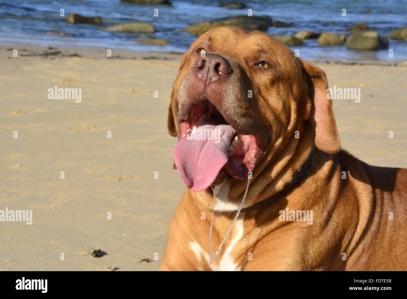 Grande cane drooling amare la spiaggia Foto Stock