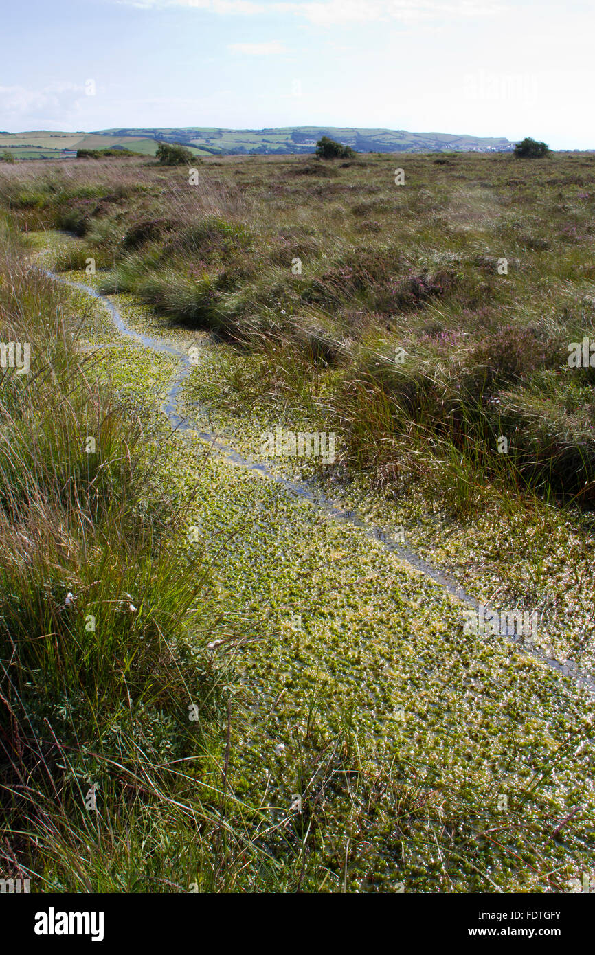Lontra europea (Lutra lutra) sentiero attraverso sphagnum moss in una fossa su un rilievo bog. Cors Fochno (Borth Bog), Ceredigion, Galles. Foto Stock
