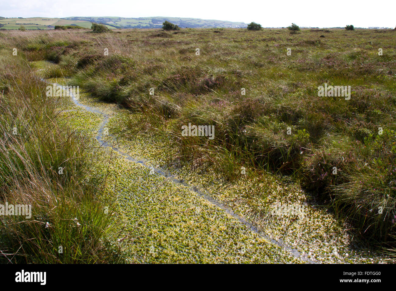 Lontra europea (Lutra lutra) sentiero attraverso sphagnum moss in una fossa su un rilievo bog. Cors Fochno (Borth Bog), Ceredigion, Galles. Foto Stock