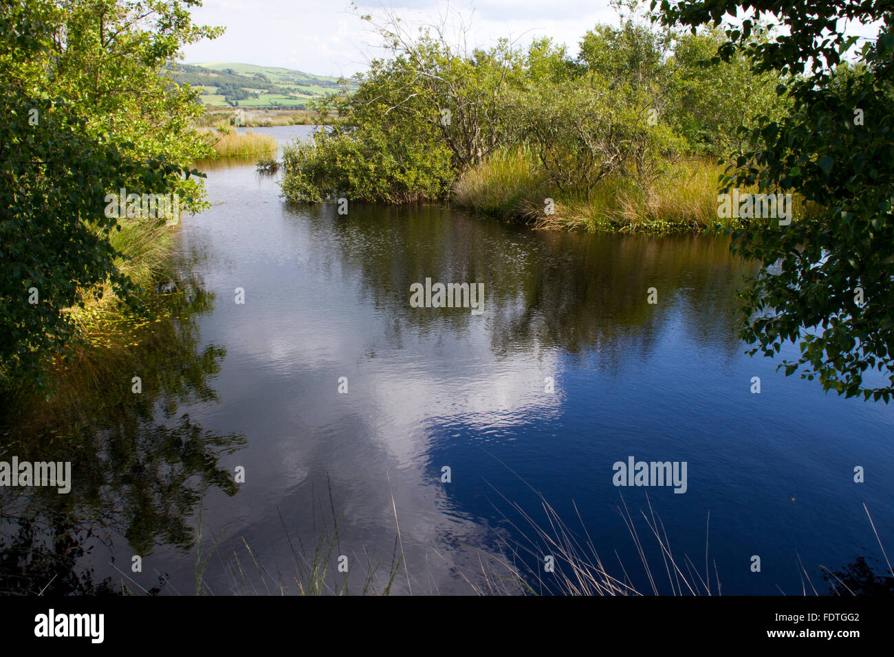 Habitat - piscina su un rilievo bog. Cors Fochno (Borth Bog), Ceredigion, Galles, Agosto. Foto Stock