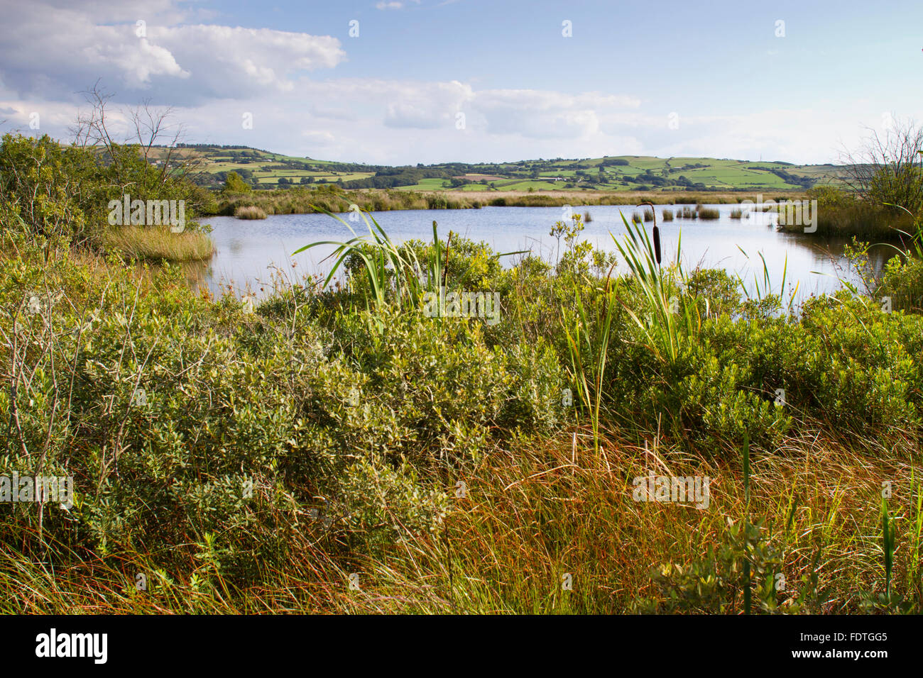 Habitat - piscina su un rilievo bog. Cors Fochno (Borth Bog), Ceredigion, Galles, Agosto. Foto Stock