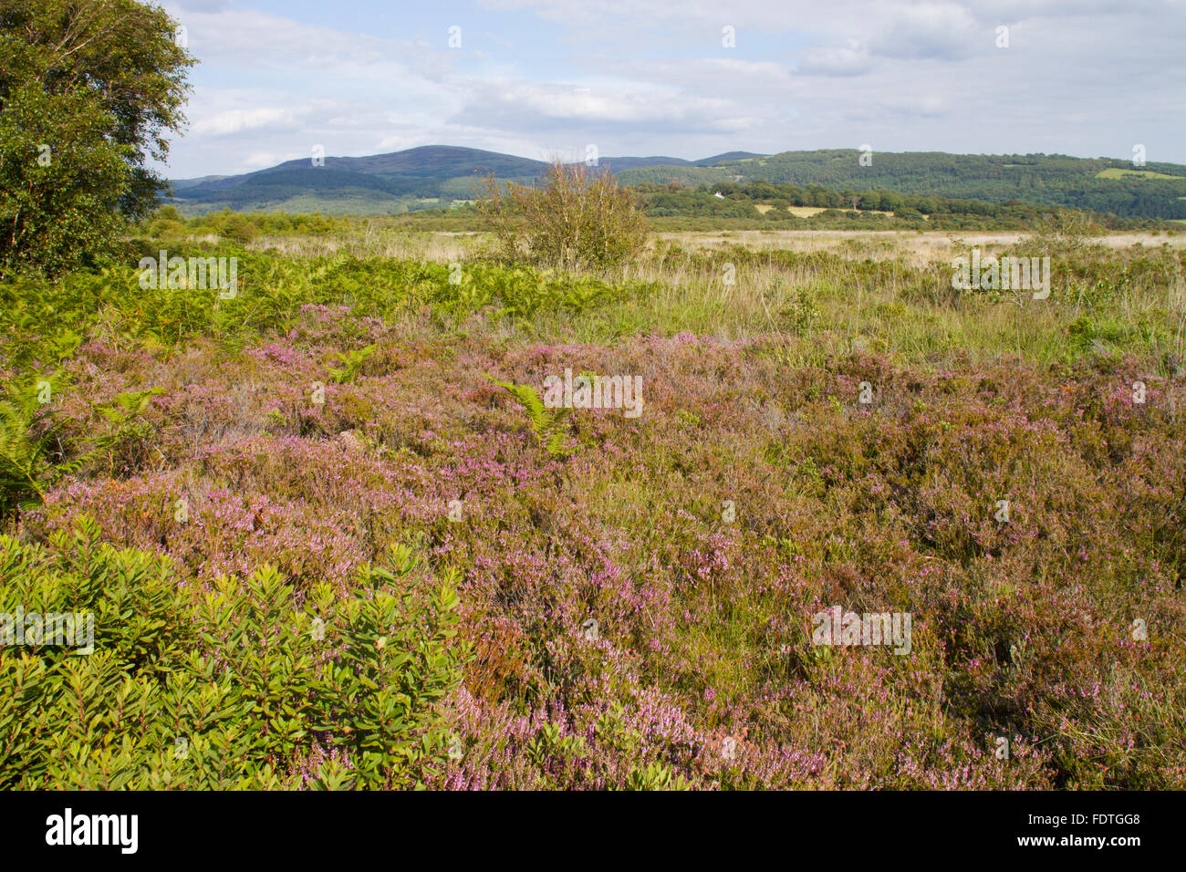 Habitat - Vista di un rilievo bog con Erica comune o Ling (Calluna vulgaris) fioritura. Cors Fochno (Borth Bog), il Galles. Foto Stock