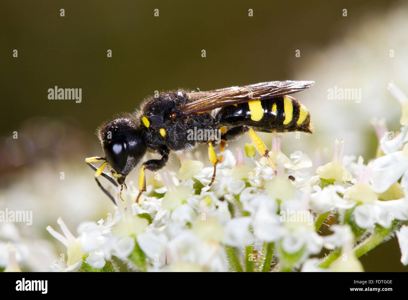 Mason wasp (Ectemnius continuus) femmina adulta, alimentando il Hogweed (Heracleum sphondylium) fiori. Powys, Galles. Agosto. Foto Stock
