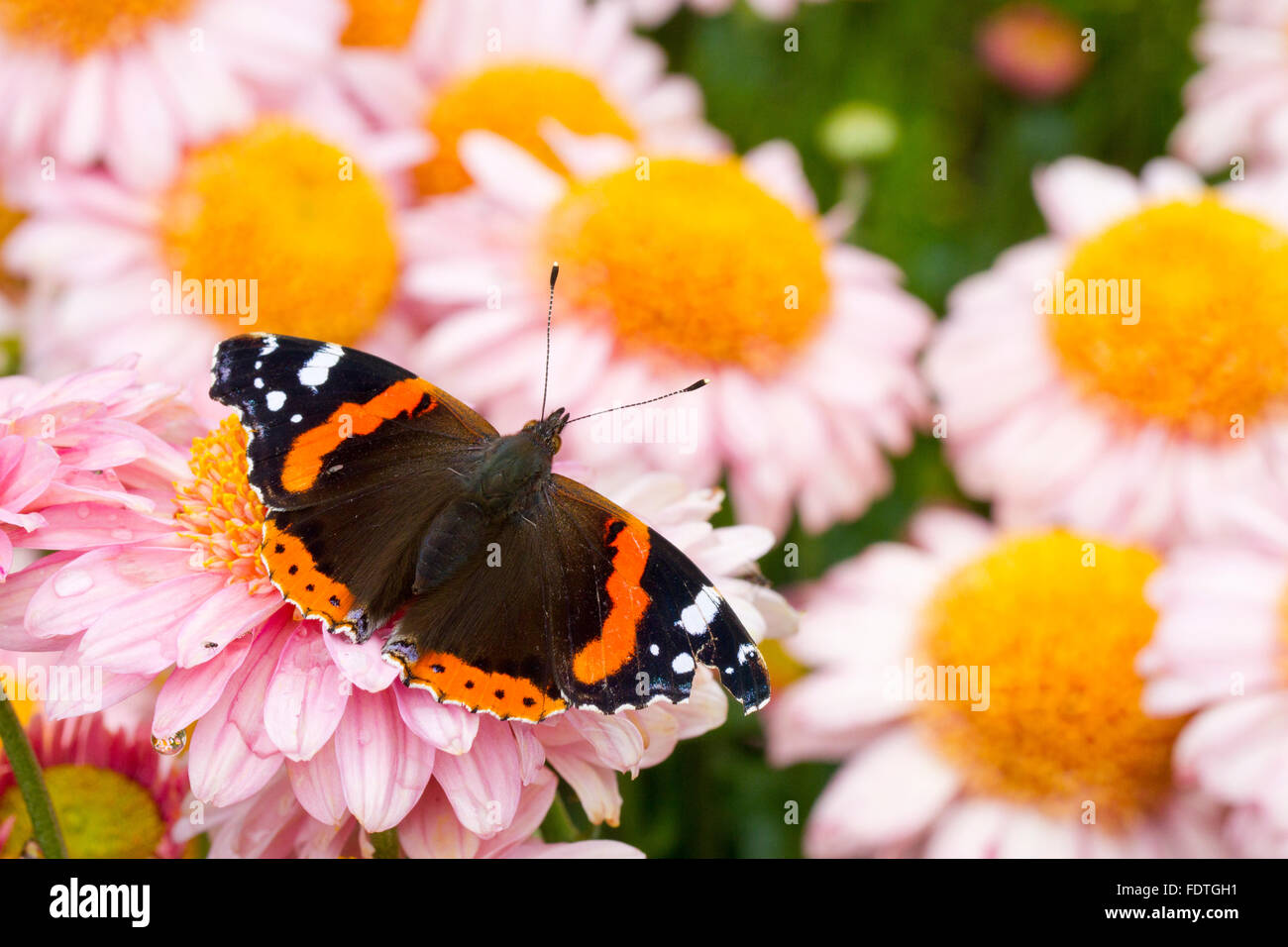 Red Admiral Butterfly (Vanessa Atalanta) adulto butterfly poggiante su Dahlia fiori in un giardino. Carmarthenshire, Galles. Agosto. Foto Stock