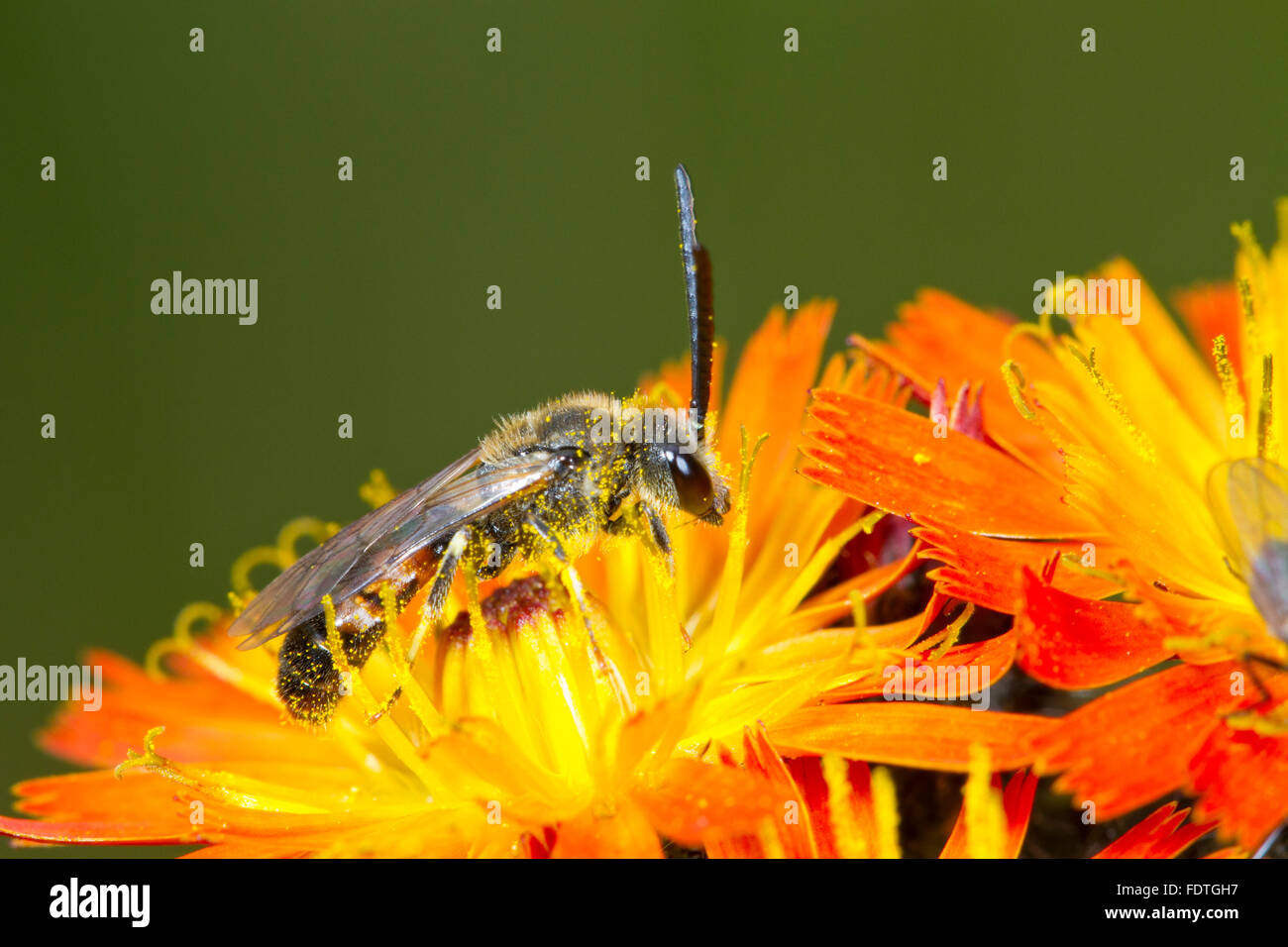 Solco comune-bee (Lasioglossum calceatum) maschio adulto alimentazione su Orange Hawkweed (Pilosella aurantiaca) fiori. Powys, Galles. Foto Stock