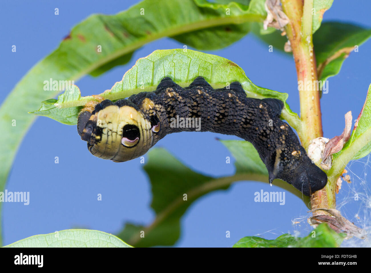 Elephant Hawkmoth (Deilephila elpenor) full cresciuto larva alimentazione su rosebay willowherb (Epilobium angustifolium). Powys, Galles. Foto Stock