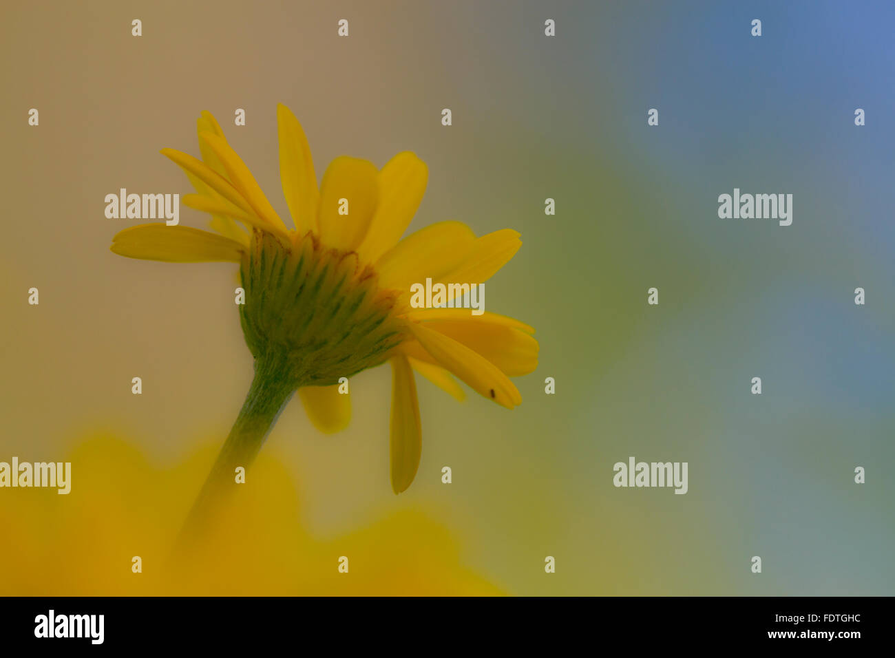 Anthemis fioritura in un giardino. Powys, Galles. Settembre. Foto Stock