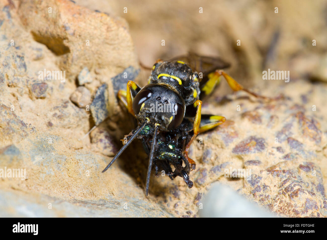 Campo digger wasp (Mellinus arvense) femmina adulta di mangiare una mosca. Powys, Galles, Settembre. Foto Stock